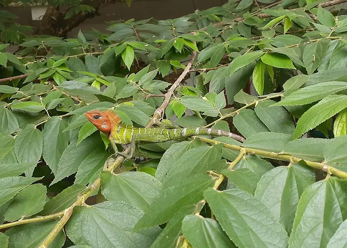 Inside Out Nature Villa Kandy